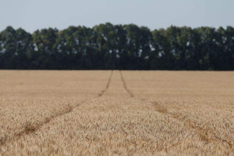 Украина собрала 38,04 млн т зерна нового урожая