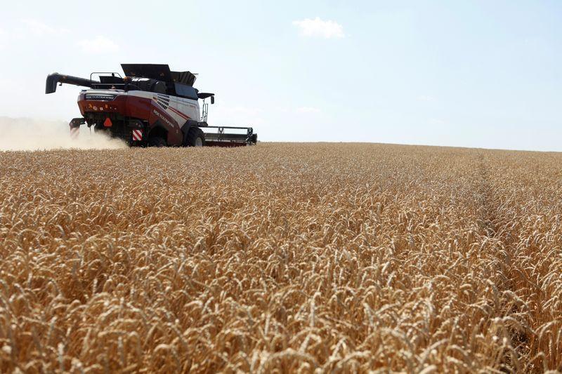 Экспортные цены пшеницы РФ снизились с повышением прогнозов урожая