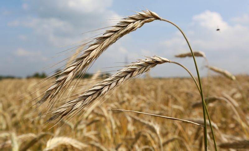 Урожай зерна в РФ в 20г будет чуть выше прошлогоднего -- Гидрометцентр